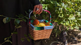 Zerape Basket
